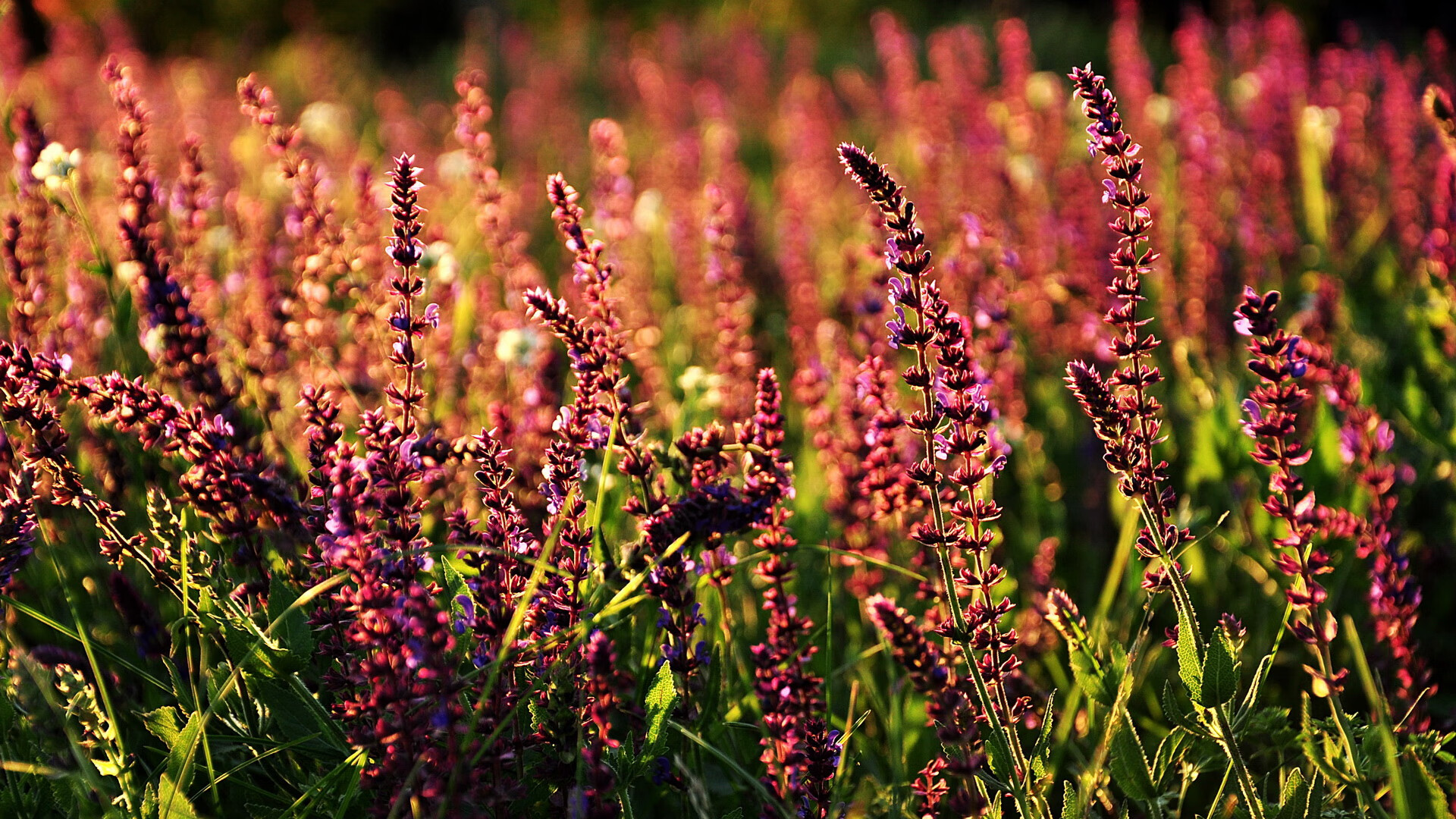 体育APP下载-终局之战，掘金破壁，抢七夜粉碎开拓者梦