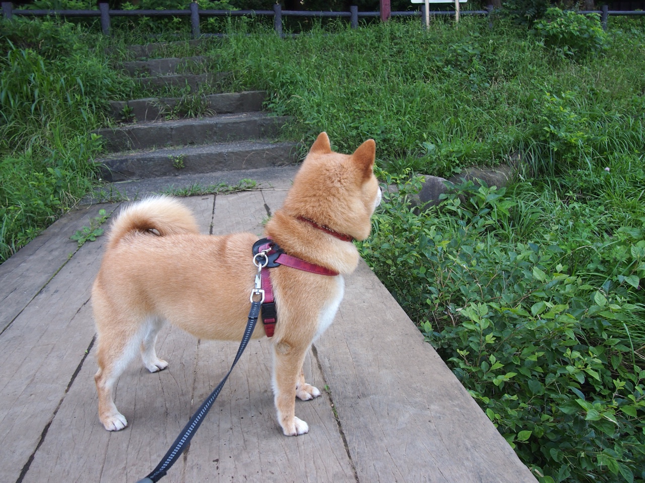 大脑交响乐,德布劳内一役之间,摩纳哥与墨西哥的命运丝线尽在指尖