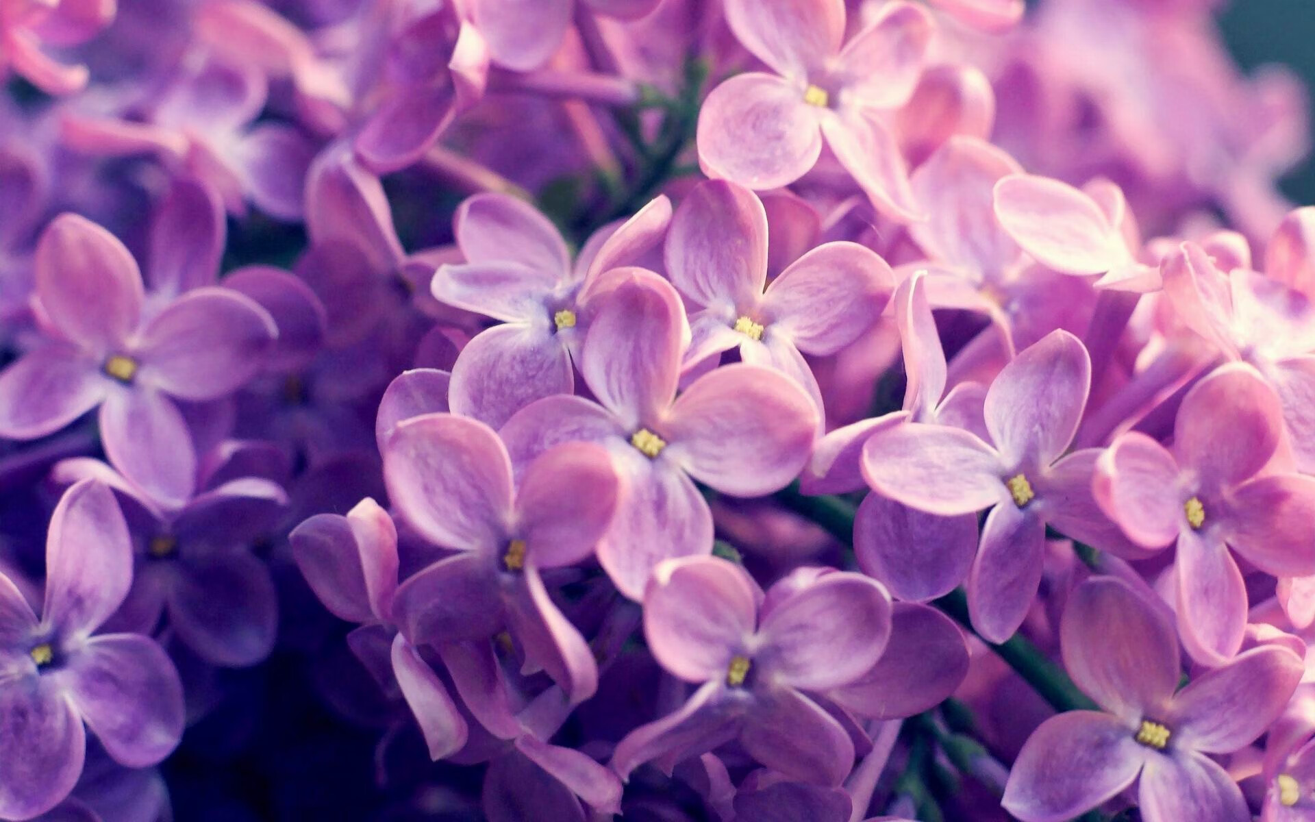 开云体育在线-当DPOY长出獠牙,戈贝尔赛后评分拉满的背后,是一场篮球理念的静默革命