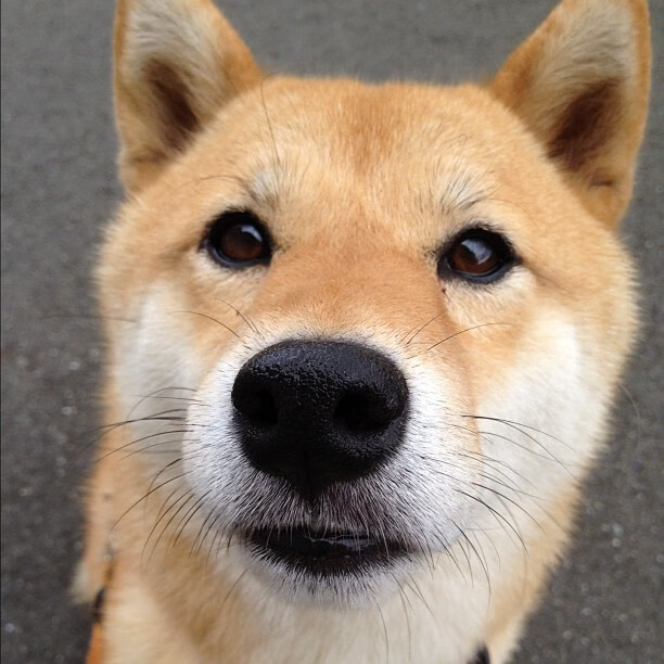 开云体育APP下载-评分拉满！约基奇在雷霆对阵灰熊赛后的非凡影响